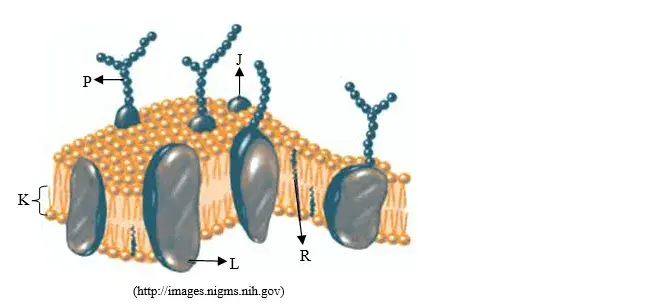 A figura mostra um esquema da membrana plasmática A figura mostra um esquema da membrana plasmática
