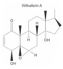 Um trabalho publicado na Nature Medicine, em 2016, mostrou que Withaferin A, um componente do extrato da planta Withania somnifera (cereja de inverno), reduziu o peso, entre 20 a 25%, em ratos obesos alimentados em dieta de alto teor de gorduras Um trabalho publicado na Nature Medicine, em 2016, mostrou que Withaferin A, um componente do extrato da planta Withania somnifera (cereja de inverno), reduziu o peso, entre 20 a 25%, em ratos obesos alimentados em dieta de alto teor de gorduras